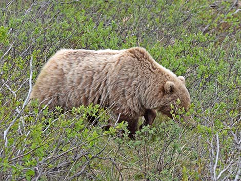 Grizzly Bear (Ursus arctos horribilis)