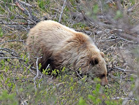 Grizzly Bear (Ursus arctos horribilis)