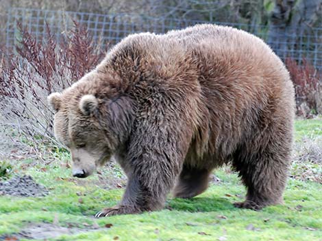 Grizzly Bear (Ursus arctos horribilis)