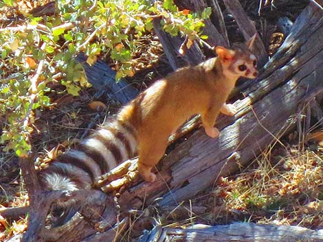 Ringtail (Bassariscus astutus)