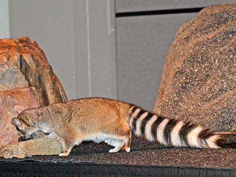 Ringtail (Bassariscus astutus)