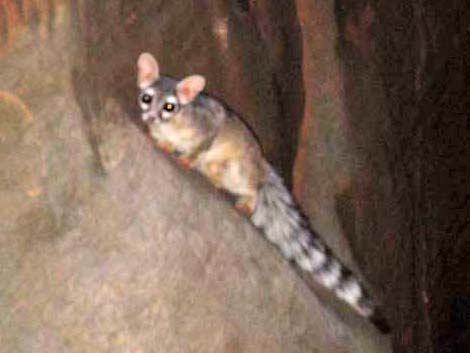 Ringtail (Bassariscus astutus)