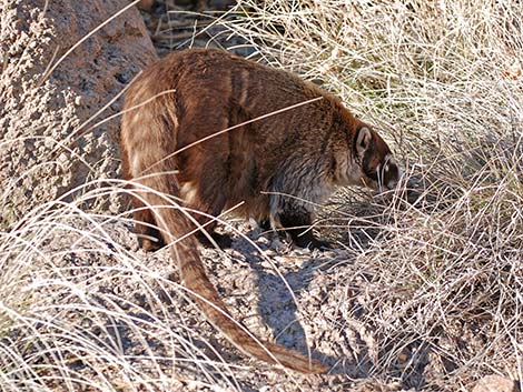 White-nosed Coati (Nasua narica)