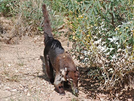 White-nosed Coati (Nasua narica)