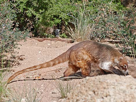 White-nosed Coati (Nasua narica)