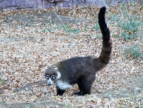 White-nosed Coati (Nasua narica)