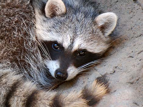 Raccoon (Procyon lotor)