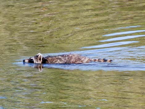 Raccoon (Procyon lotor)