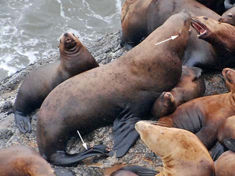 Steller Sea Lion (Eumetopias jubatus)