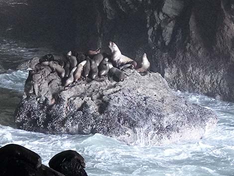 Steller Sea Lion (Eumetopias jubatus)