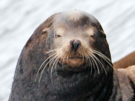 California Sea Lion (Zalophus californicus)