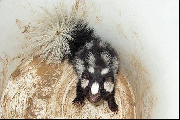 Western Spotted Skunk (Spilogale gracilis)