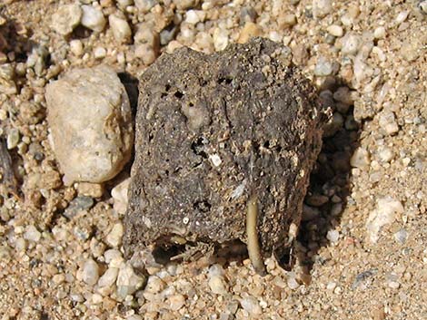 American Badger (Taxidea taxus)