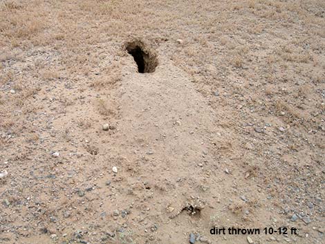 American Badger (Taxidea taxus)