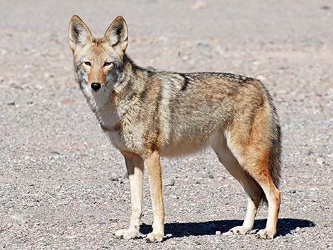 Coyote (Canis latrans)