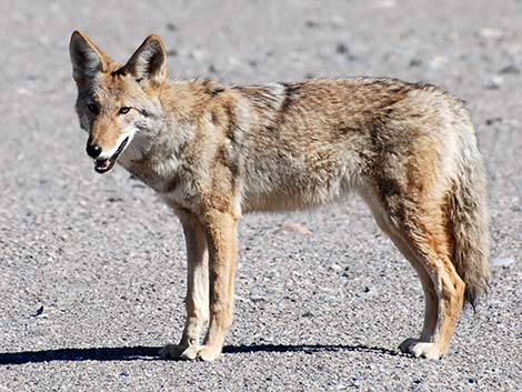 Coyote (Canis latrans)