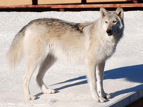 Gray Wolf (Canis lupus)