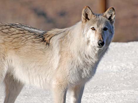 Gray Wolf (Canis lupus)