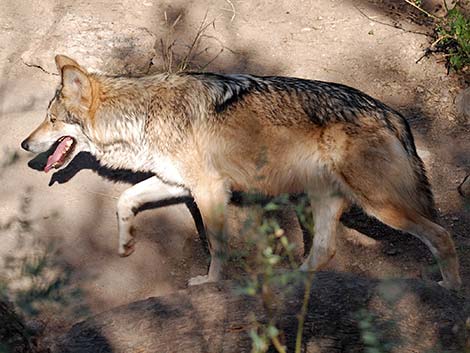 Gray Wolf (Canis lupus)