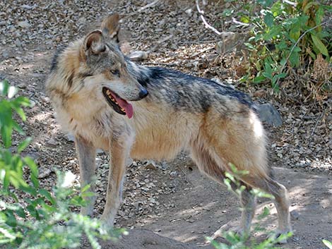 Mexican Wolf (Canis lupus baileyi)