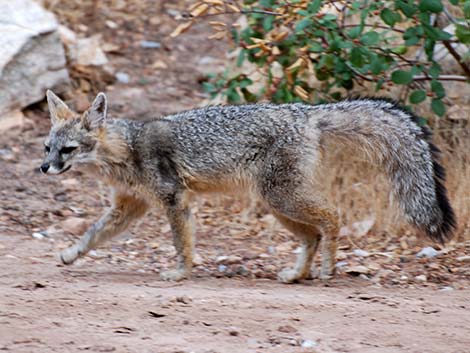 Gray Fox (Urocyon cinereoargenteus)