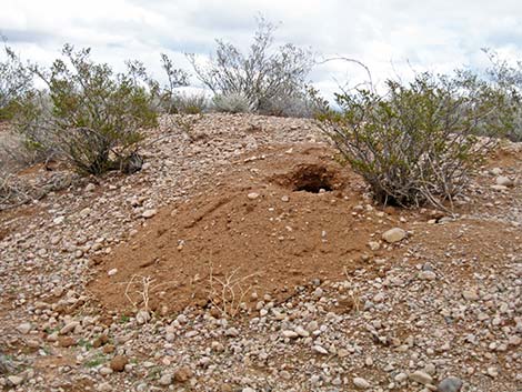 Kit Fox (Vulpes macrotis)