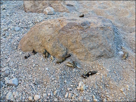 Kit Fox (Vulpes macrotis)