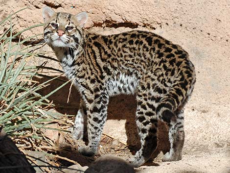 Ocelot (Leopardus pardalis)