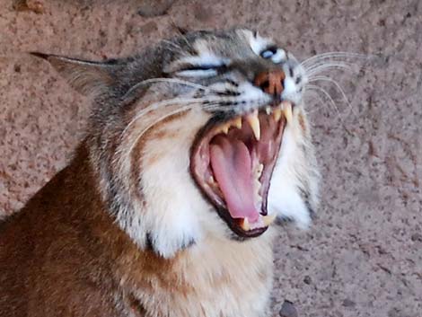 Bobcat (Lynx rufus)