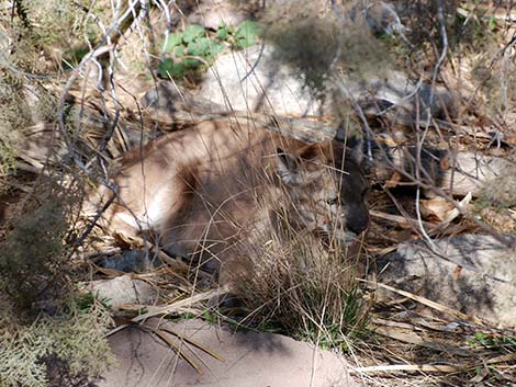 Mountain Lion (Puma concolor)