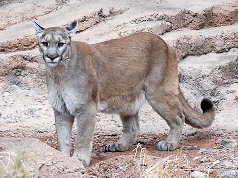 Mountain Lion (Felis concolor)