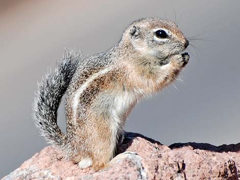 Harris' Antelope Squirrel (Ammospermophilus harrisii)