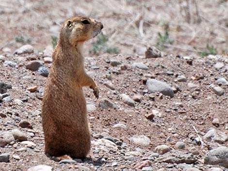 Gunnison's Prairie Dog (Cynomys gunnisoni)