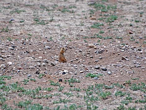 Gunnison's Prairie Dog (Cynomys gunnisoni)