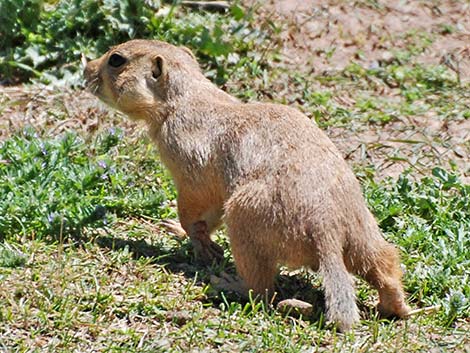 Gunnison's Prairie Dog (Cynomys gunnisoni)