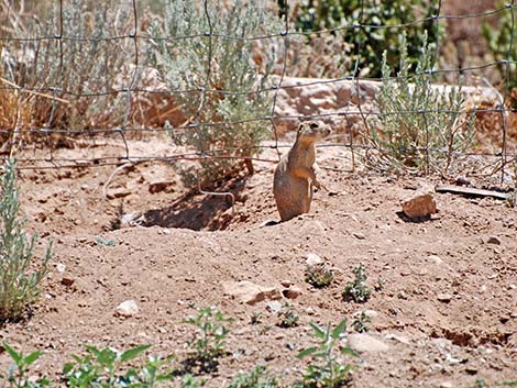 Gunnison's Prairie Dog (Cynomys gunnisoni)