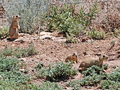 Gunnison's Prairie Dog (Cynomys gunnisoni)