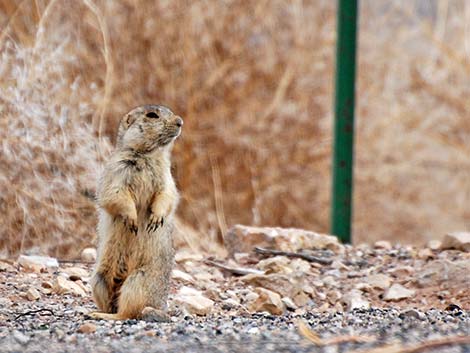 Gunnison's Prairie Dog (Cynomys gunnisoni)