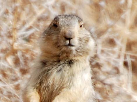 Gunnison's Prairie Dog (Cynomys gunnisoni)