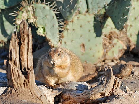 Black-tailed Prairie Dog (Cynomys ludovicianus)