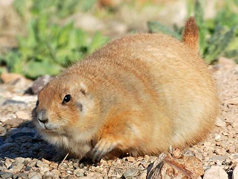 Black-tailed Prairie Dog (Cynomys ludovicianus)