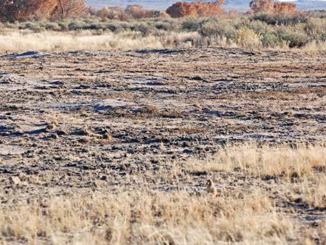 Black-tailed Prairie Dog (Cynomys ludovicianus)