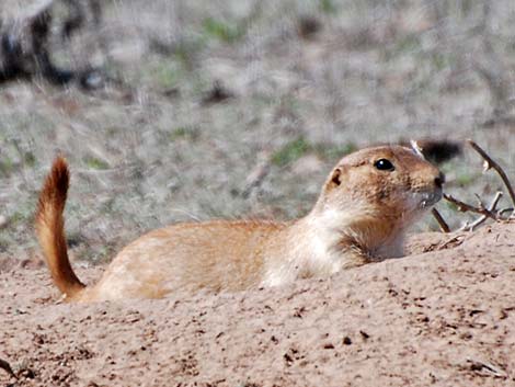 Black-tailed Prairie Dog (Cynomys ludovicianus)