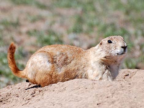 Black-tailed Prairie Dog (Cynomys ludovicianus)