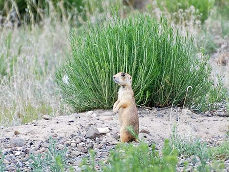 Utah Prairie Dog (Cynomys parvidens)