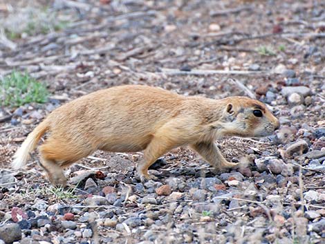 Utah Prairie Dog (Cynomys parvidens)