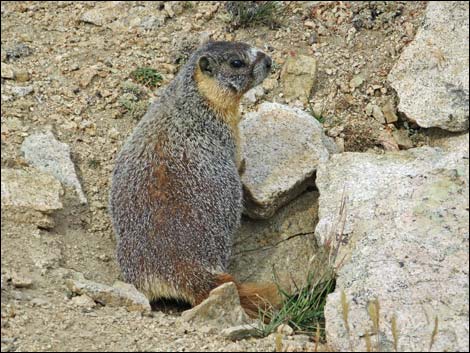 Yellow-bellied Marmot (Marmota flaviventris)