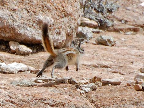 Alpine Chipmunk (Neotamias alpinus)