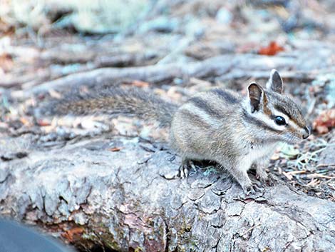 Yellow-pine Chipmunk (Neotamias amoenus)