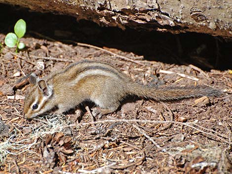 Yellow-pine Chipmunk (Neotamias amoenus)